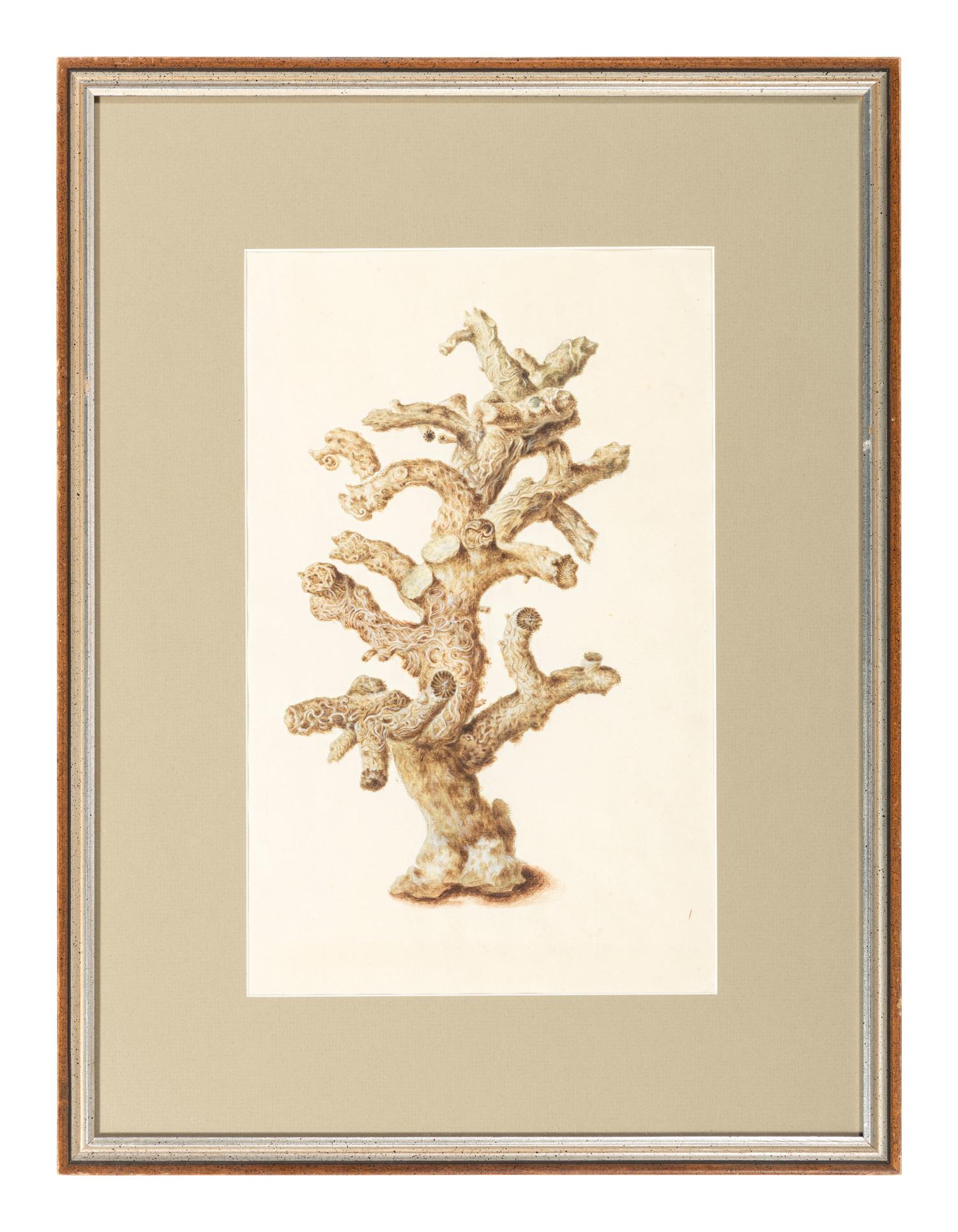 Six Hand-Colored Shell and Coral Engravings