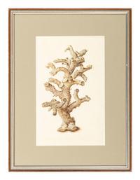 Six Hand-Colored Shell and Coral Engravings