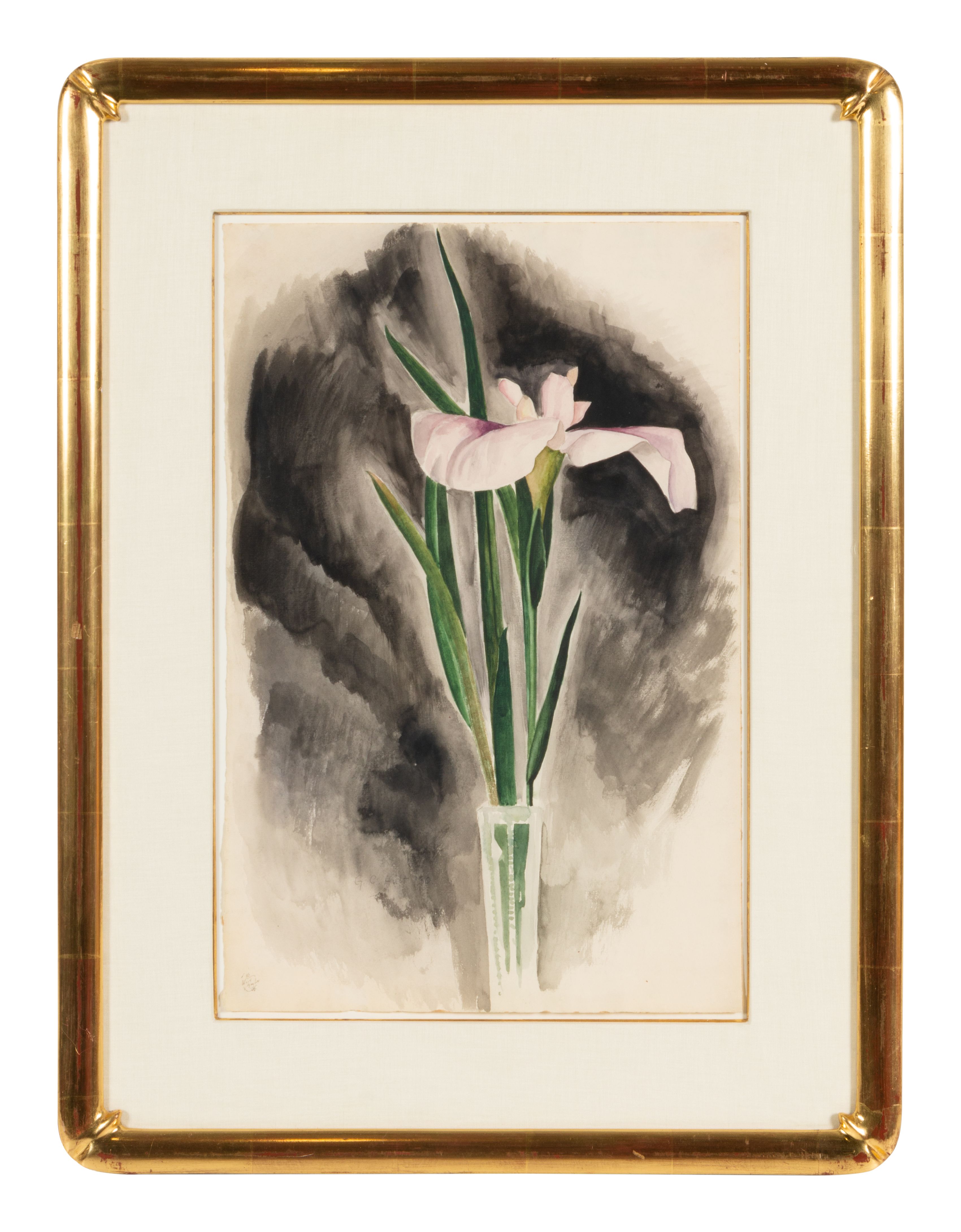 Japanese Iris | Freeman's