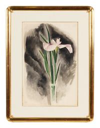 Japanese Iris
