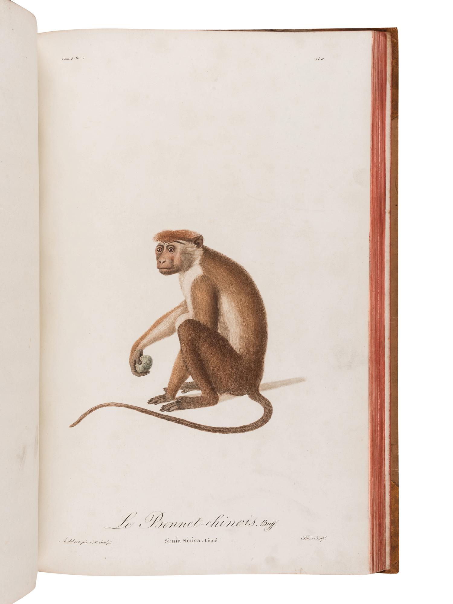 AUDEBERT, Jean Baptiste (1759-1800). Histoire naturelle des singes et des makis . Paris: Desray, An XIII [1799-1800].