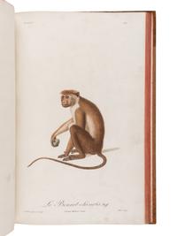 AUDEBERT, Jean Baptiste (1759-1800). Histoire naturelle des singes et des makis . Paris: Desray, An XIII [1799-1800].