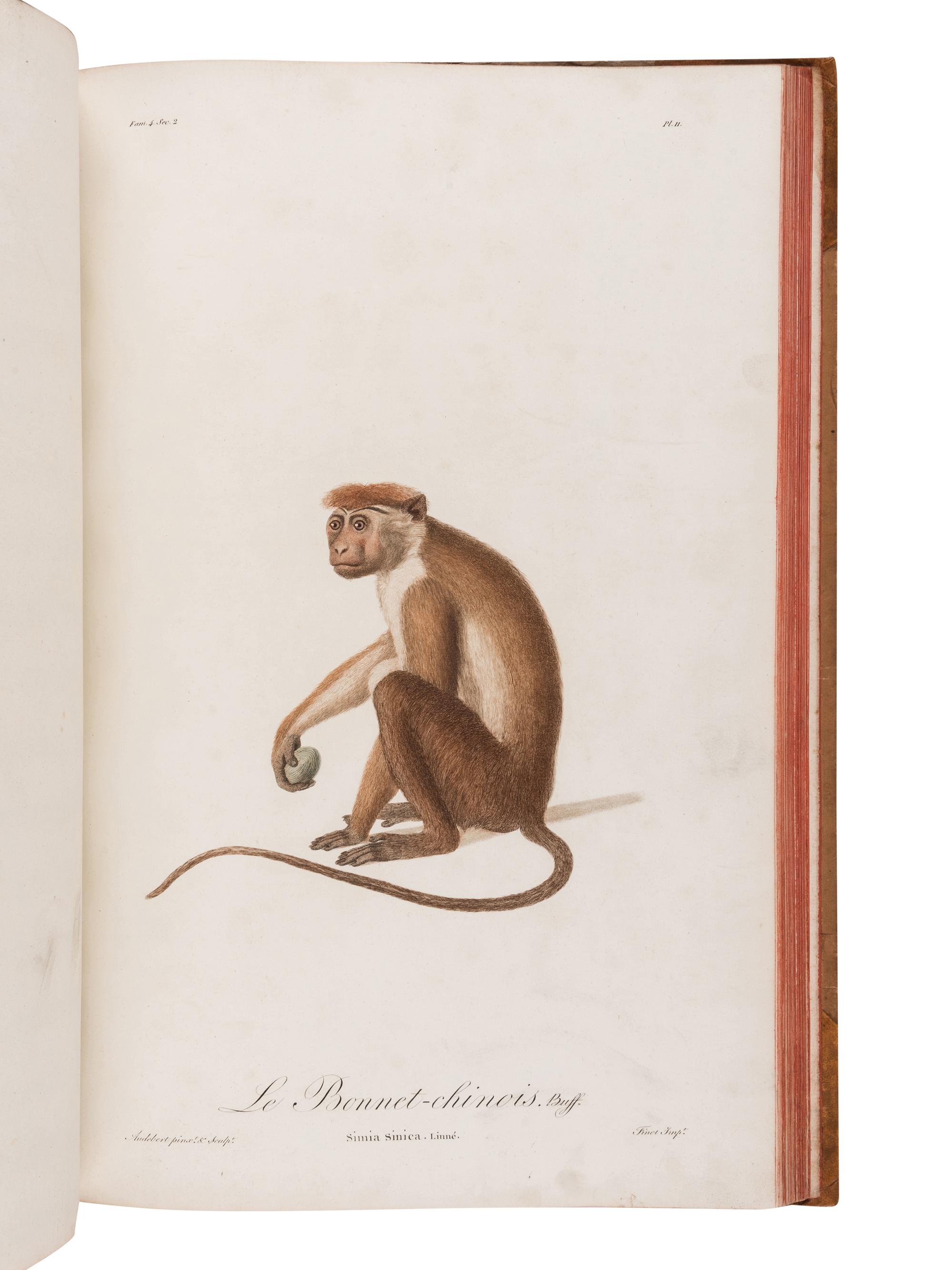 AUDEBERT, Jean Baptiste (1759-1800). Histoire naturelle des singes et des makis . Paris: Desray, An XIII [1799-1800].