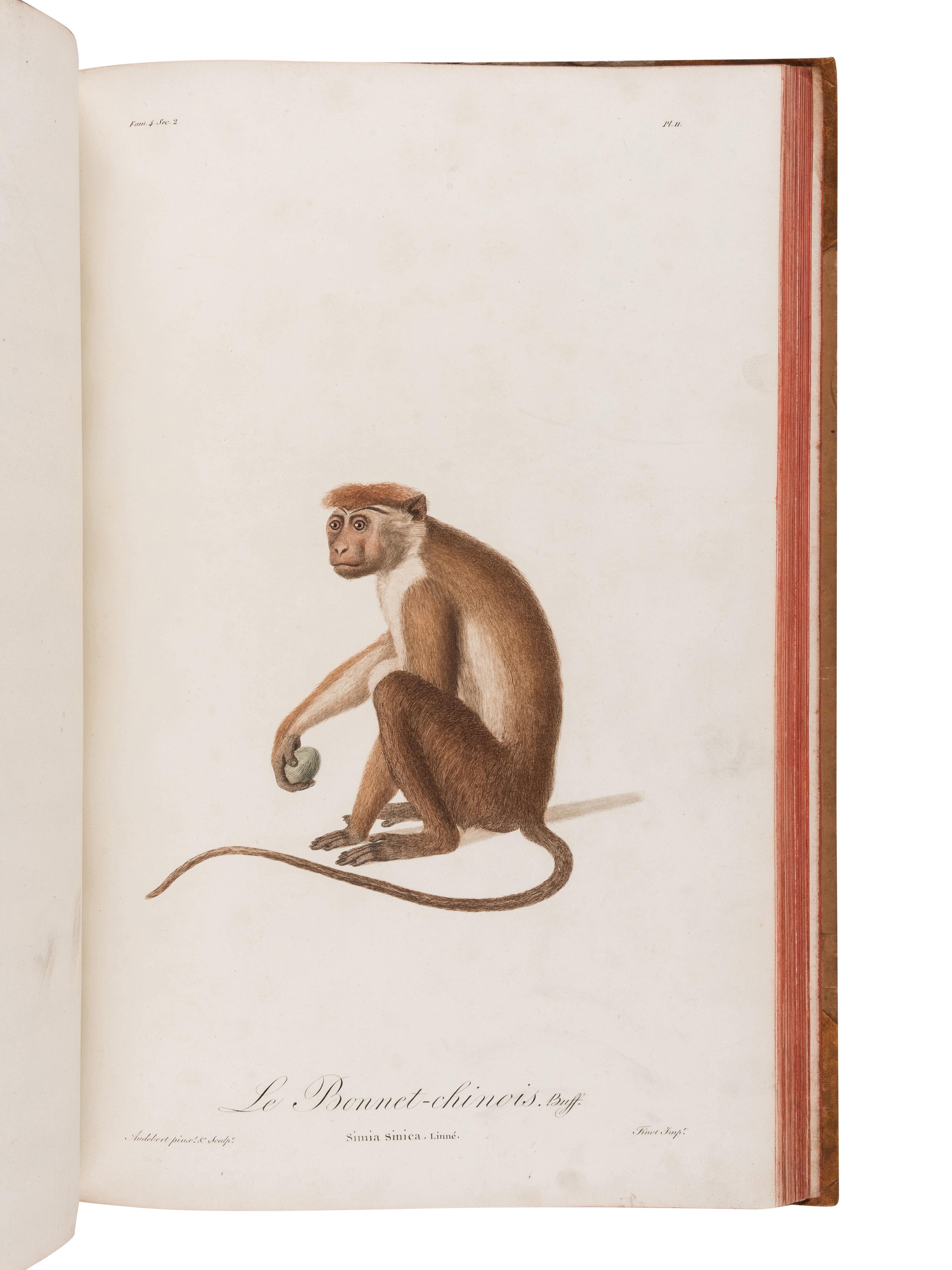 AUDEBERT, Jean Baptiste (1759-1800). Histoire naturelle des singes et des makis . Paris: Desray, An XIII [1799-1800].
