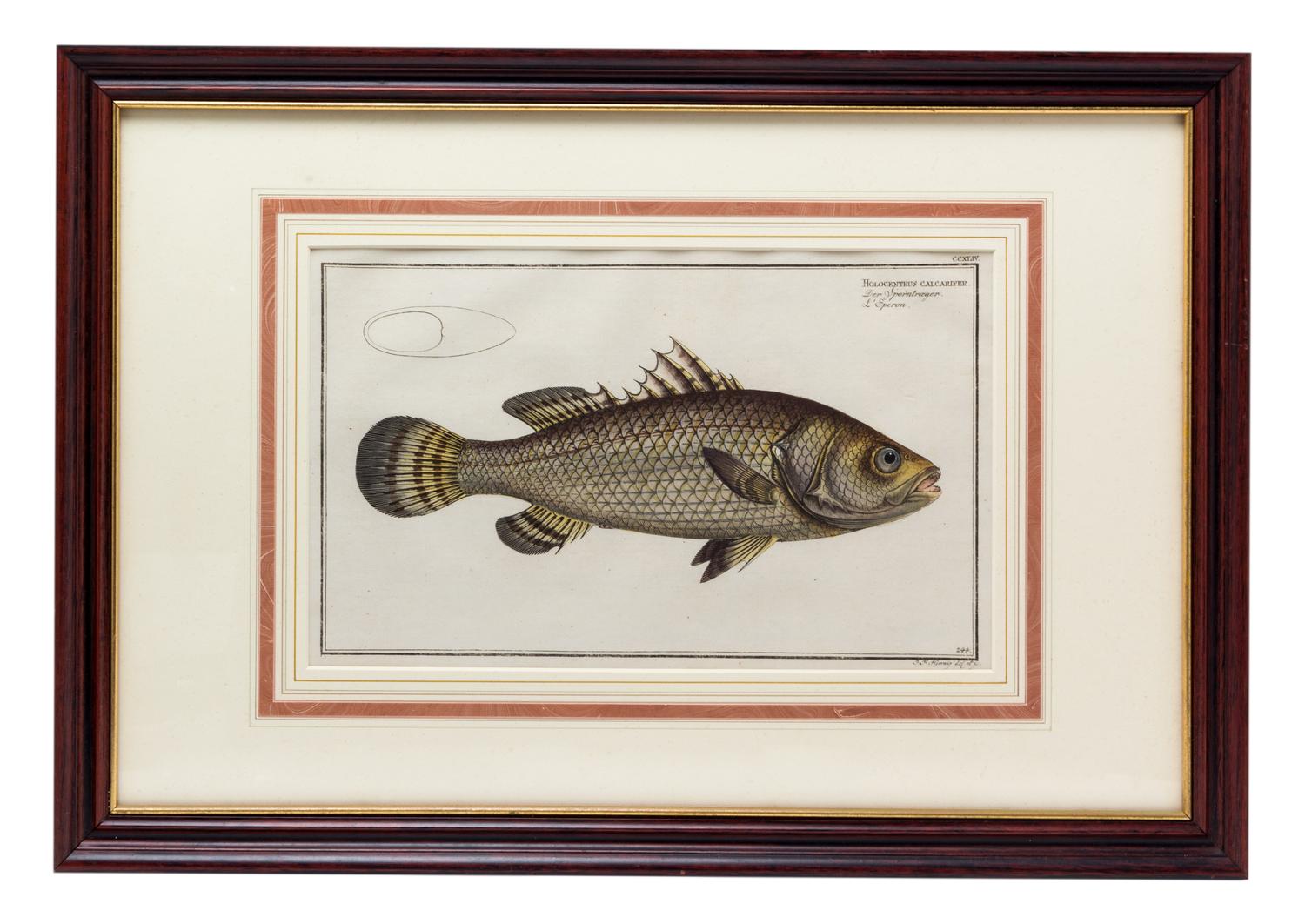 Four German Handcolored Fish Engravings 7 3/4 x 14 inches. — 18TH CENTURY