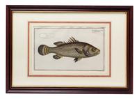 Four German Handcolored Fish Engravings 7 3/4 x 14 inches. — 18TH CENTURY