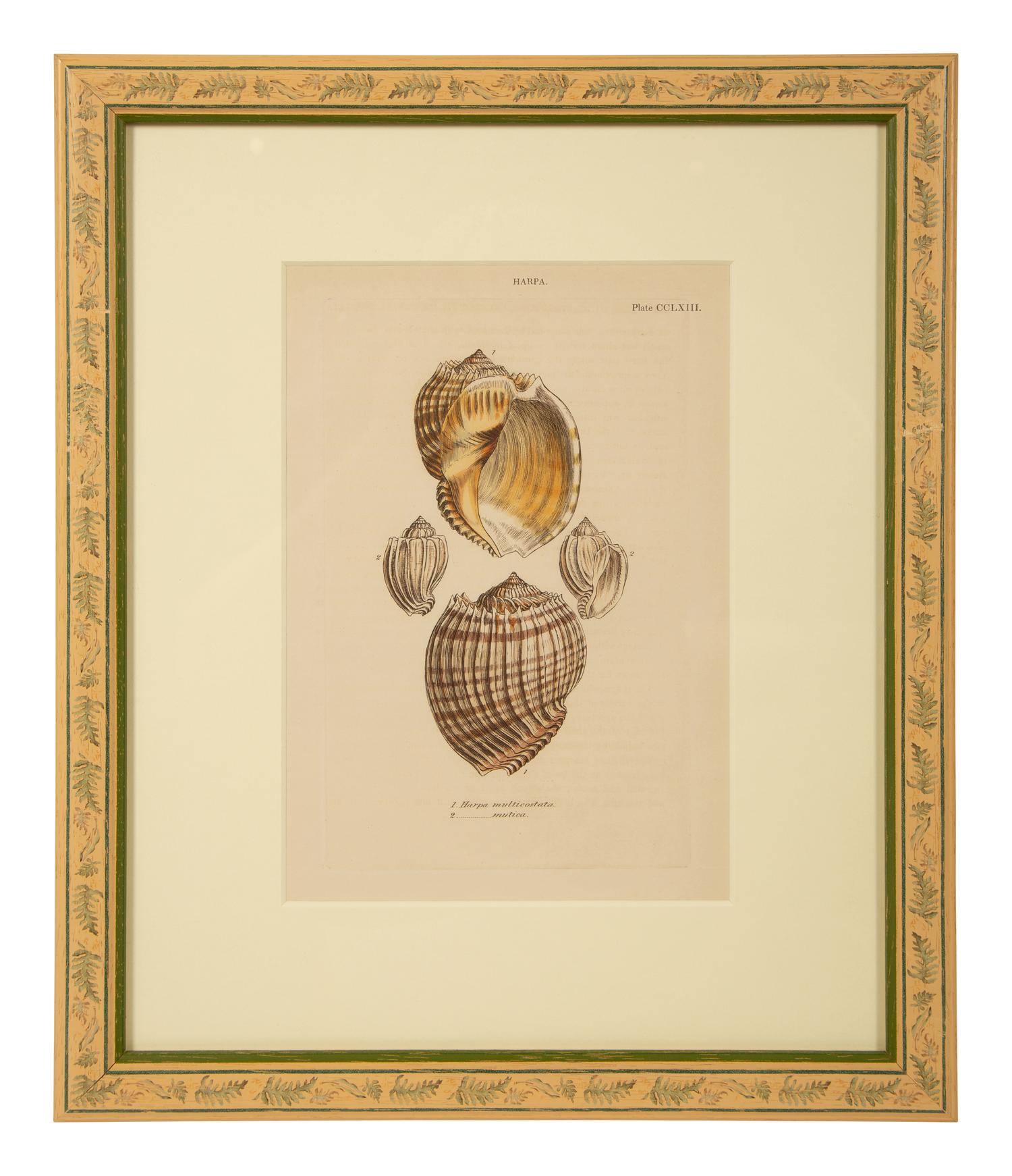 Conchologia Systematica: Eight Plates, 1841