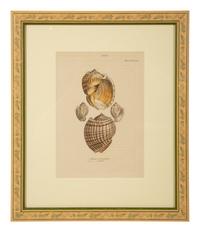Conchologia Systematica: Eight Plates, 1841