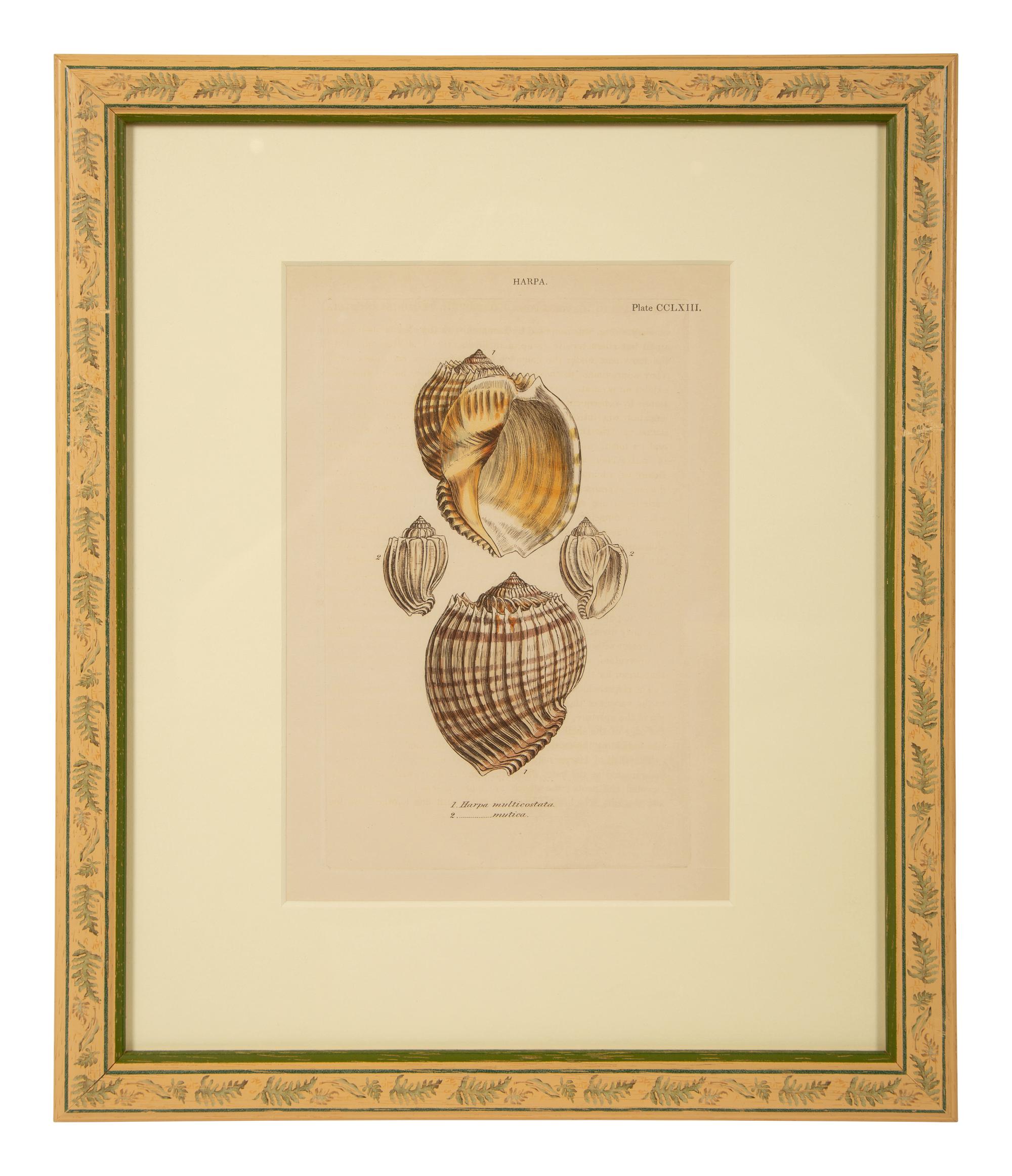 Conchologia Systematica: Eight Plates, 1841