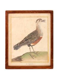 Twelve French Hand-Colored Bird Engravings — Designed and Engraved by Francois Nicolas Martinet (1731-1804); From Histoire Naturelle des Oiseaux by George-Louis Marie Leclere, Comte de Buffon; Printed at the Imprimerie Royale, 1770-1786