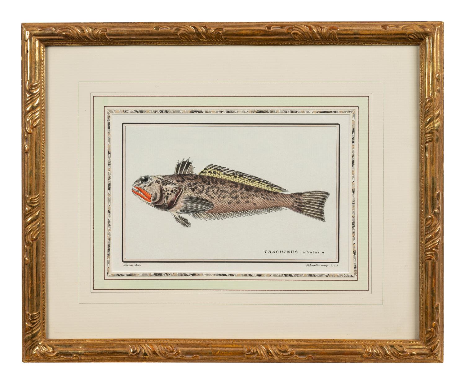 A Pair of Ichthyological Prints After Werner Del Marechal