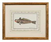 A Pair of Ichthyological Prints After Werner Del Marechal
