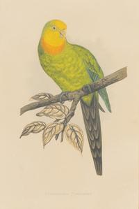 A Set of Four Framed Prints Depicting Parrots