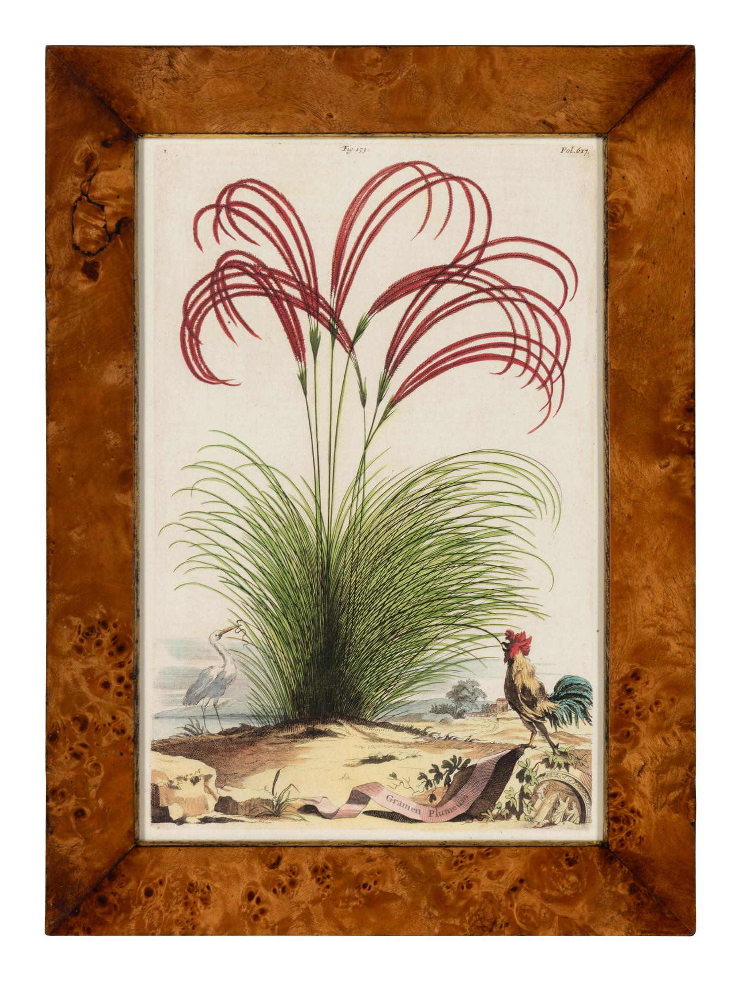 A Set of Four Hand Colored Botanical Engravings