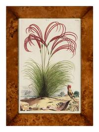 A Set of Four Hand Colored Botanical Engravings
