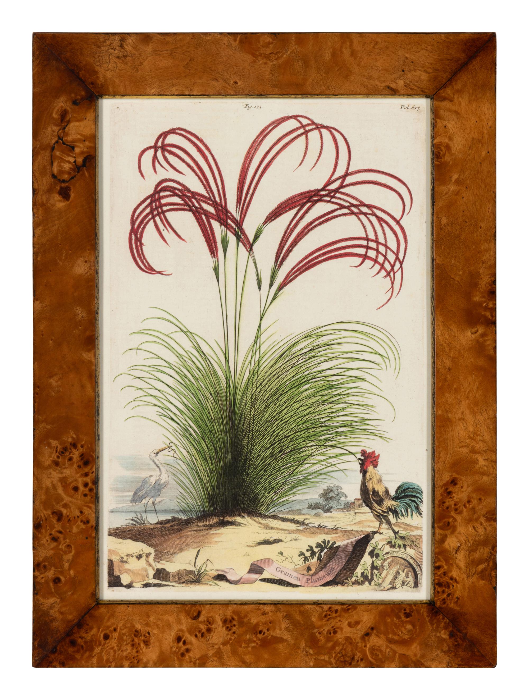 A Set of Four Hand Colored Botanical Engravings