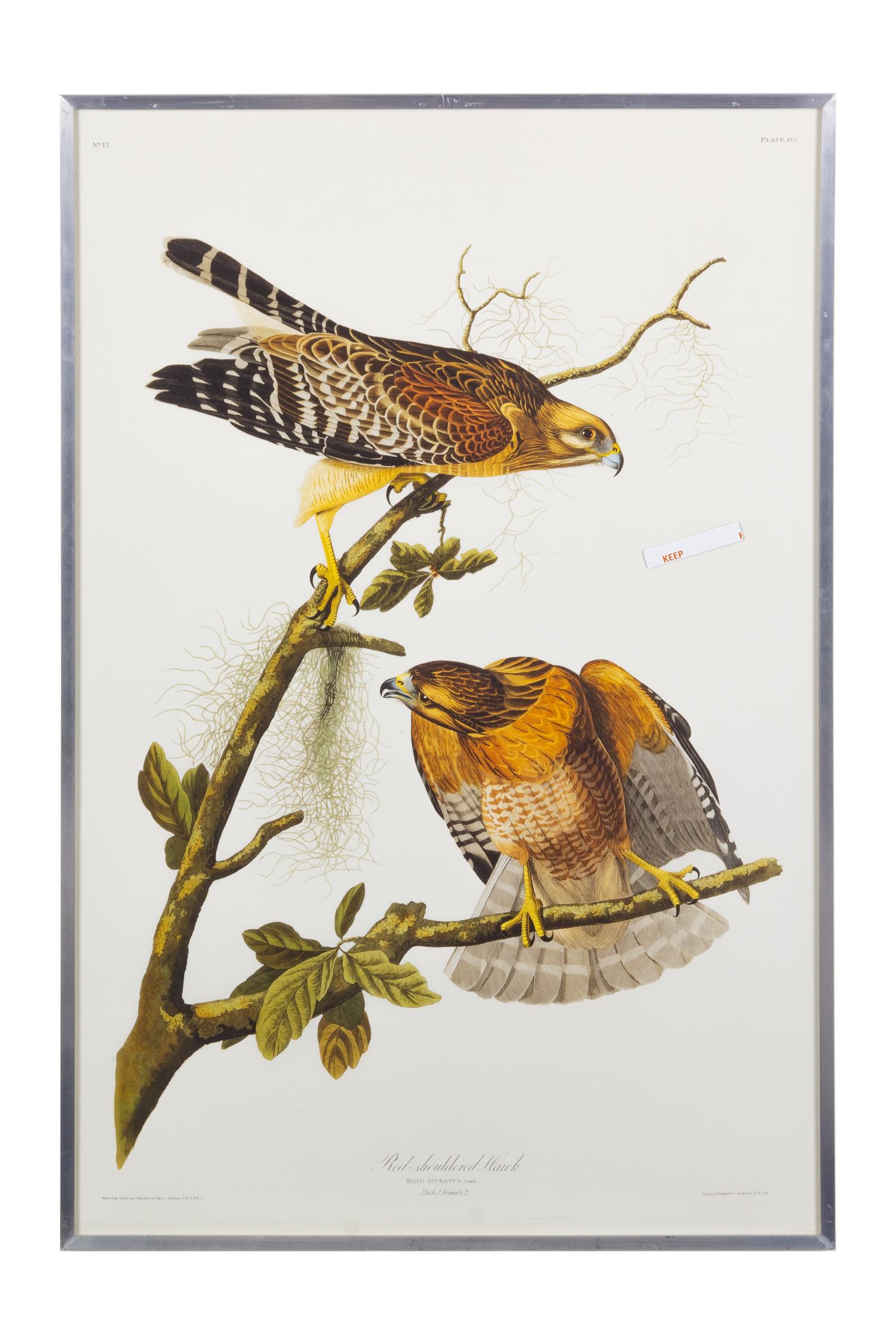 [NATURAL HISTORY] (AUDUBON, John James, after)