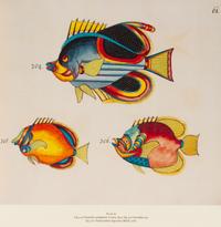 A Suite of Thirteen Framed Giclee Prints of Colorful Tropical Fish — 20TH/21ST CENTURY