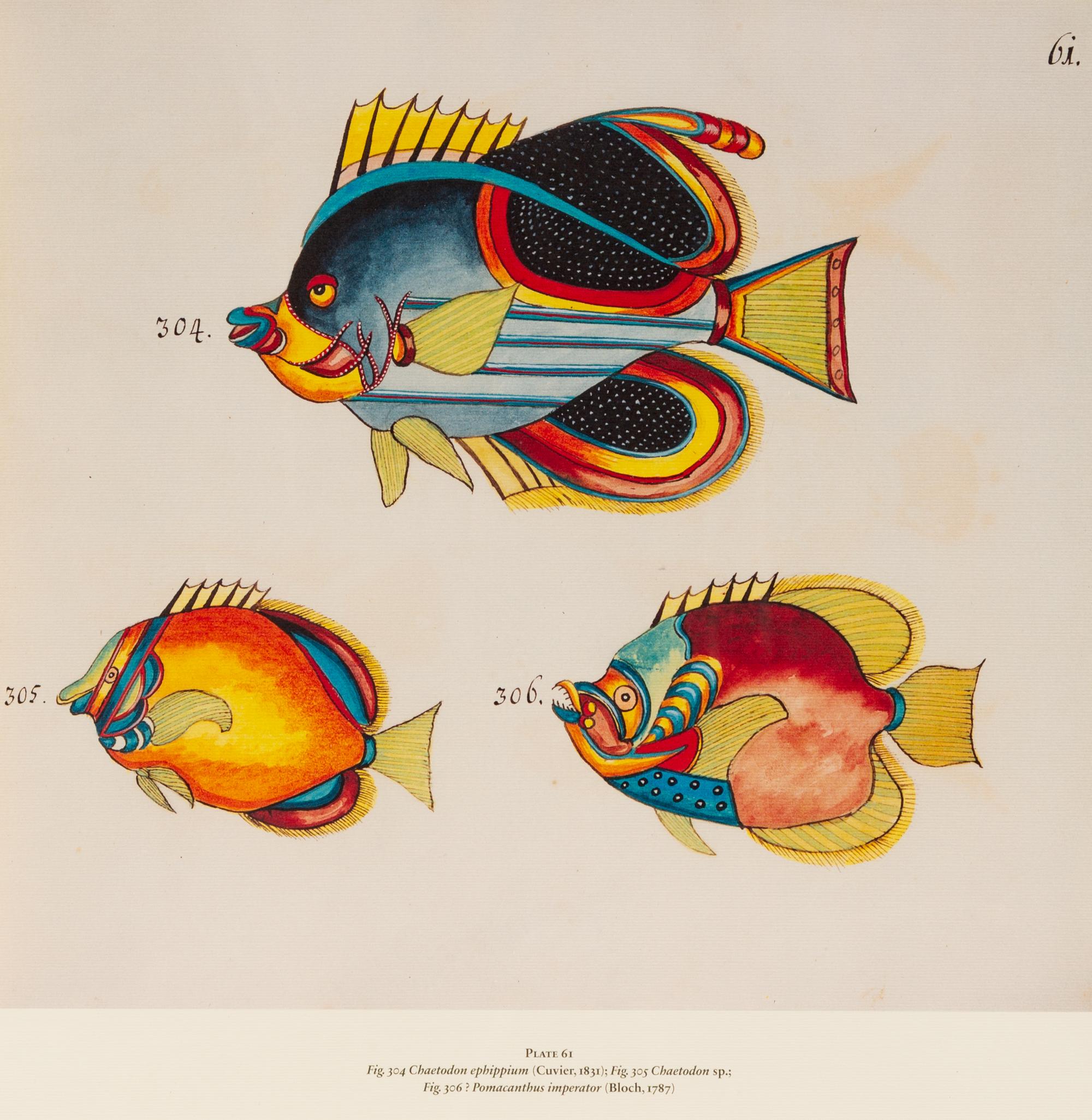 A Suite of Thirteen Framed Giclee Prints of Colorful Tropical Fish — 20TH/21ST CENTURY