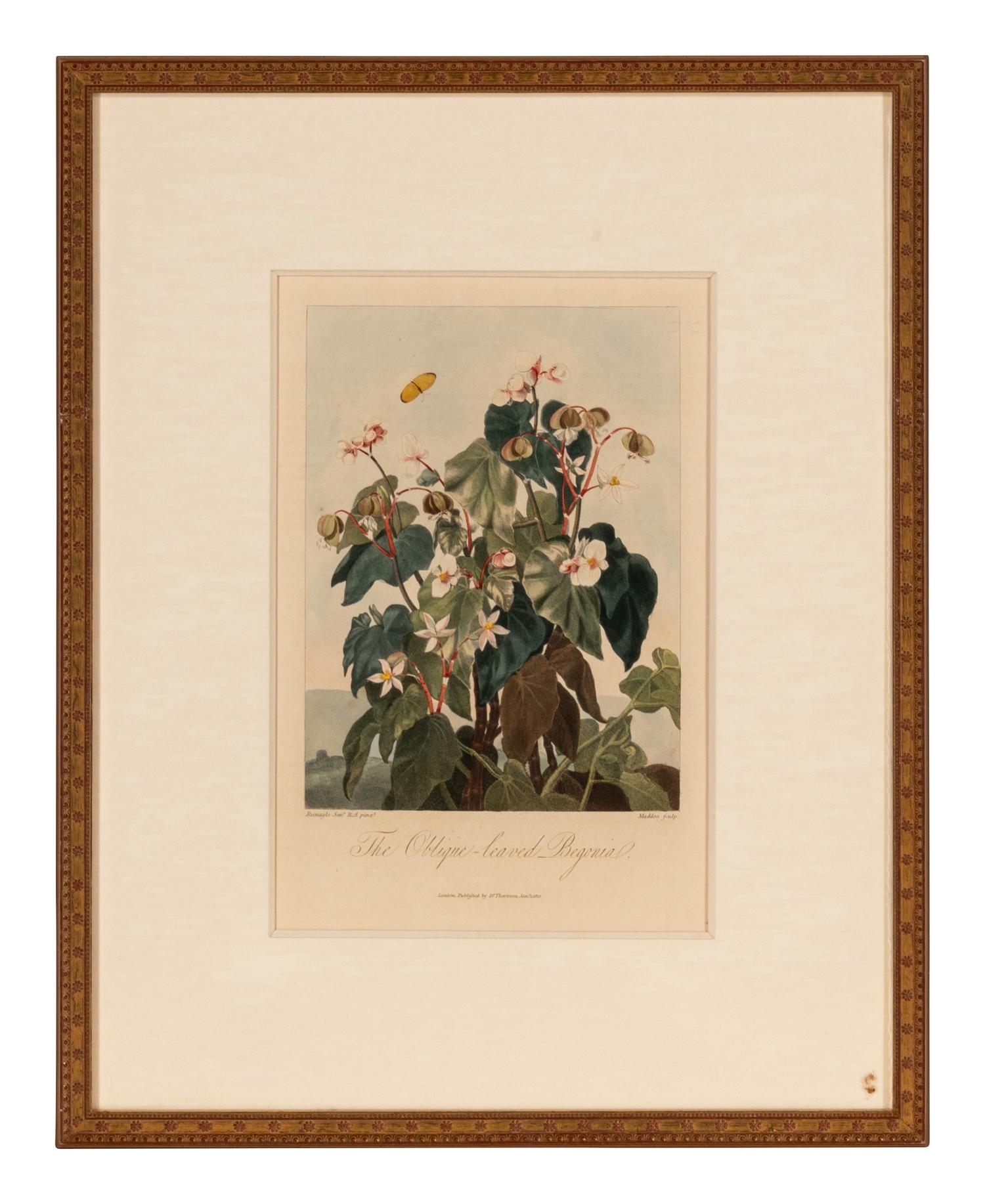 [NATURAL HISTORY]. THORNTON, Robert John (1768-1837). A group of 6 botanical plates from Thornton's 1812 quarto edition Temple of Flora . [London: for the author, 1812].