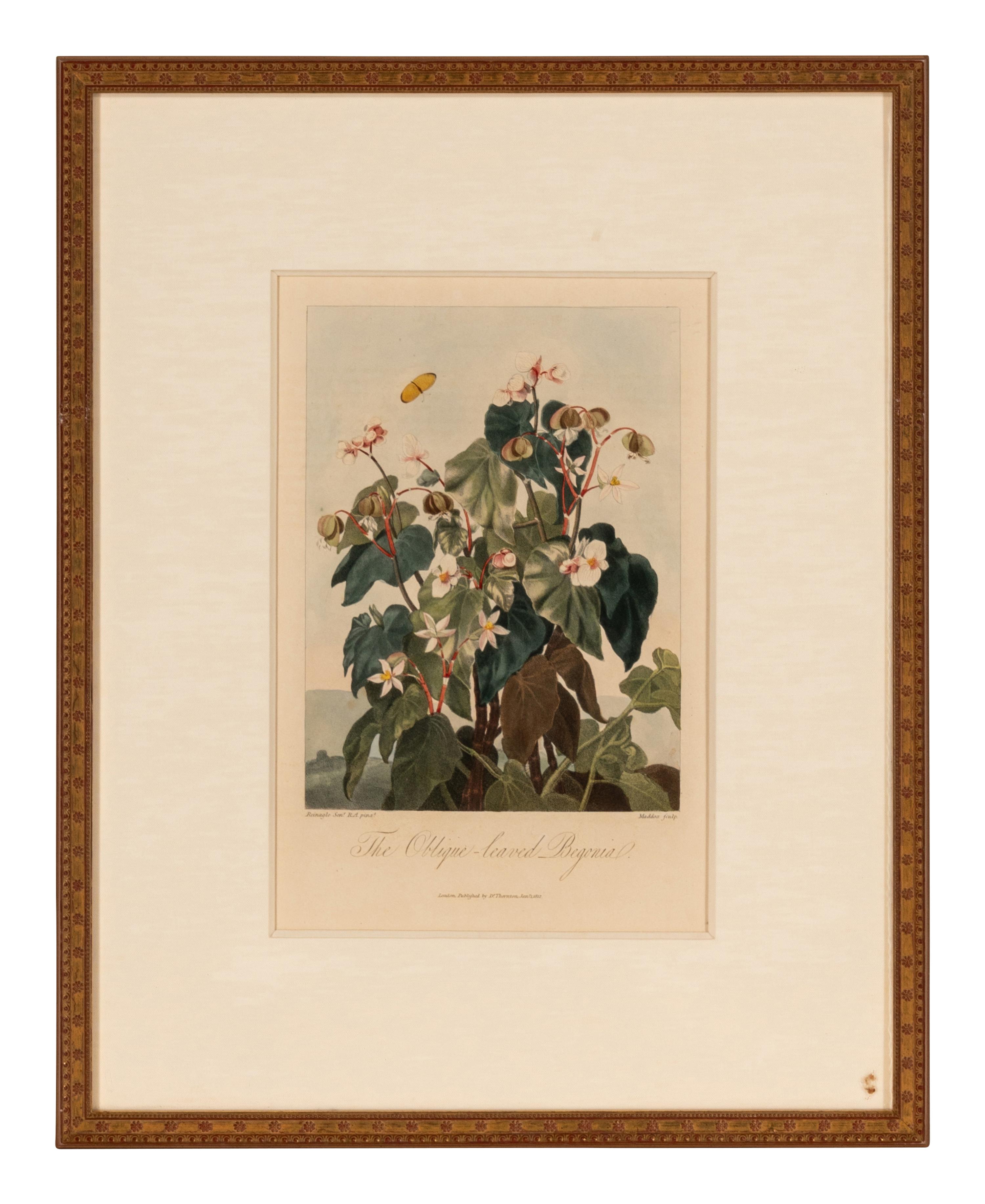 [NATURAL HISTORY]. THORNTON, Robert John (1768-1837). A group of 6 botanical plates from Thornton's 1812 quarto edition Temple of Flora . [London: for the author, 1812].