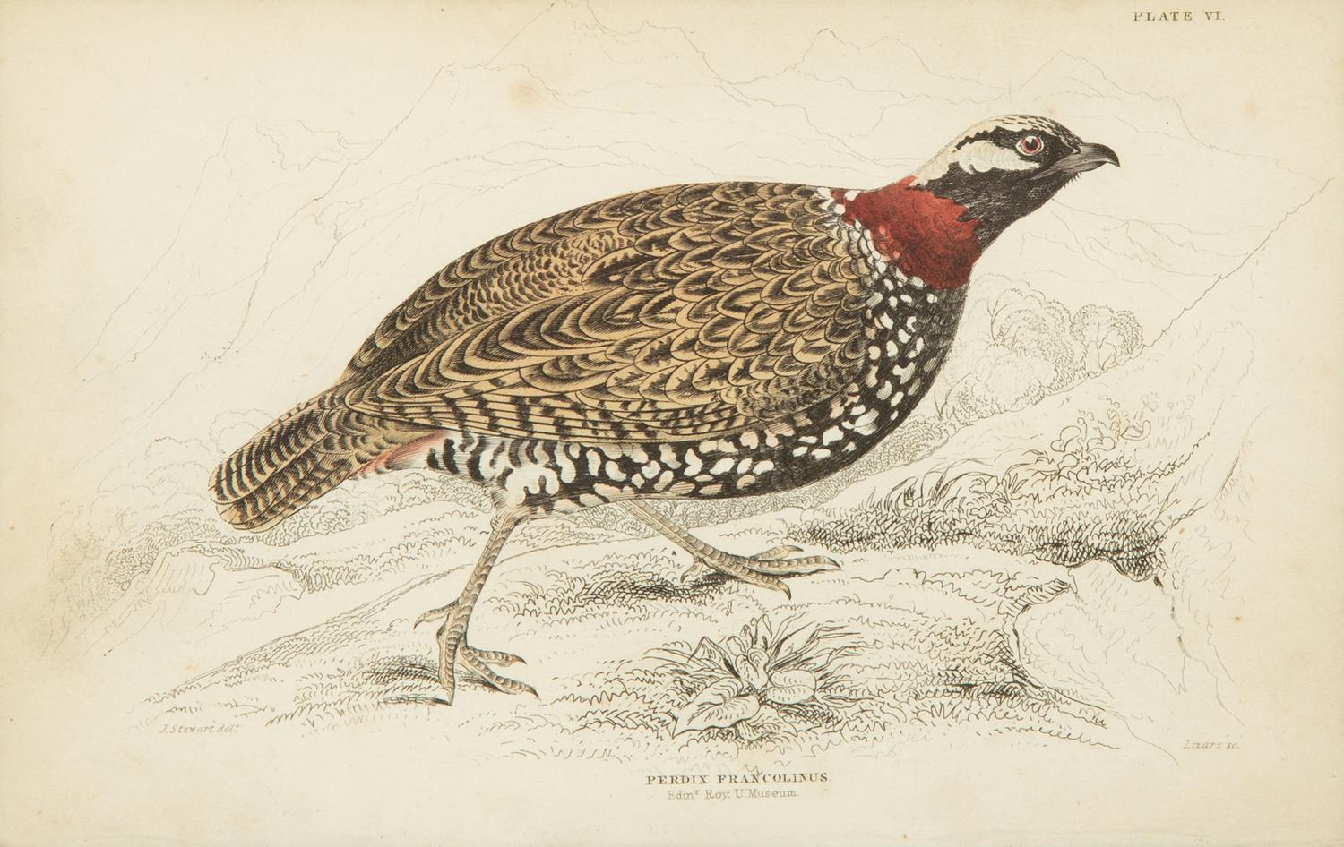 A Group of Eight Framed Ornithological Prints — 19TH/20TH CENTURY
