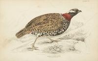 A Group of Eight Framed Ornithological Prints — 19TH/20TH CENTURY