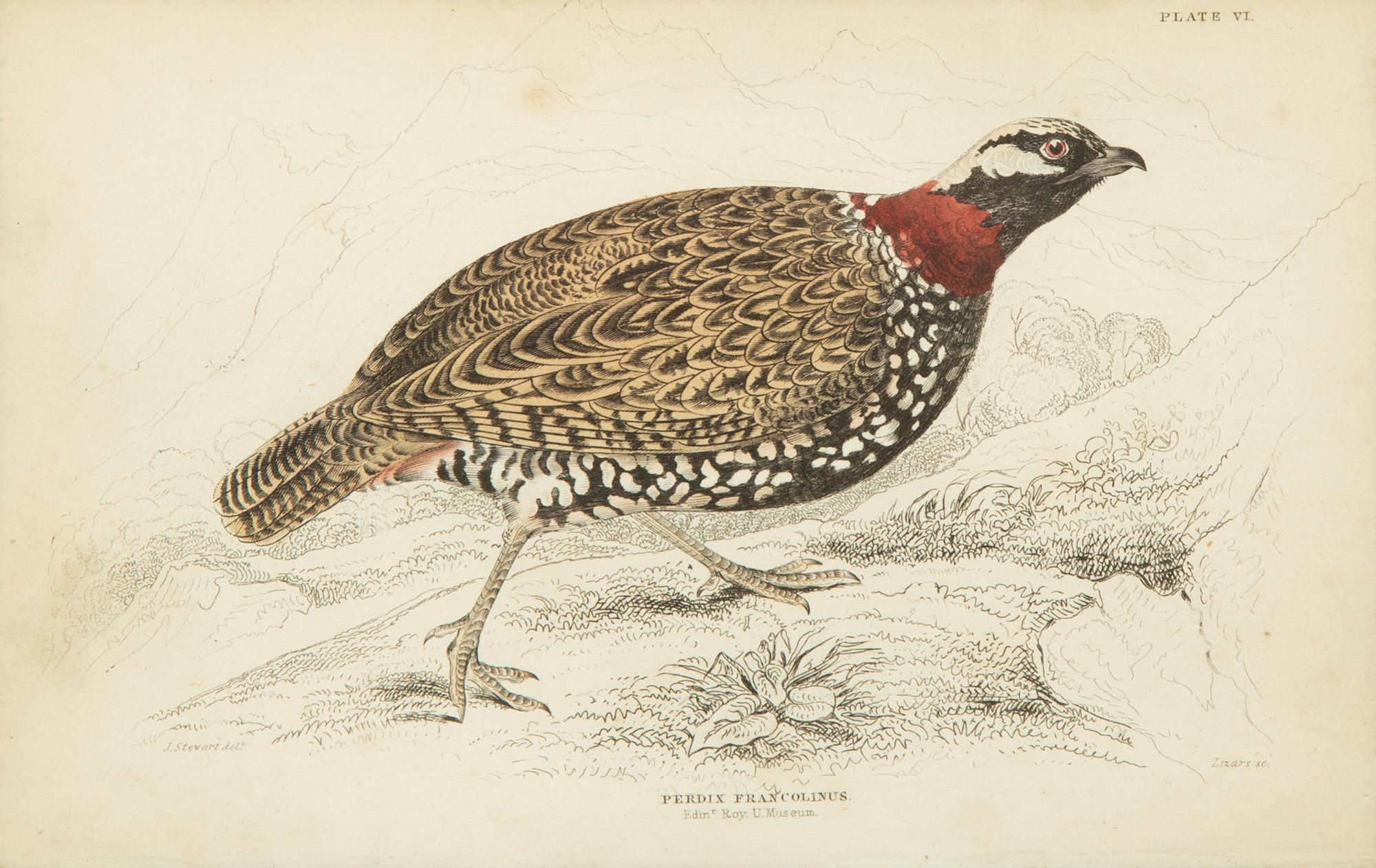 A Group of Eight Framed Ornithological Prints — 19TH/20TH CENTURY