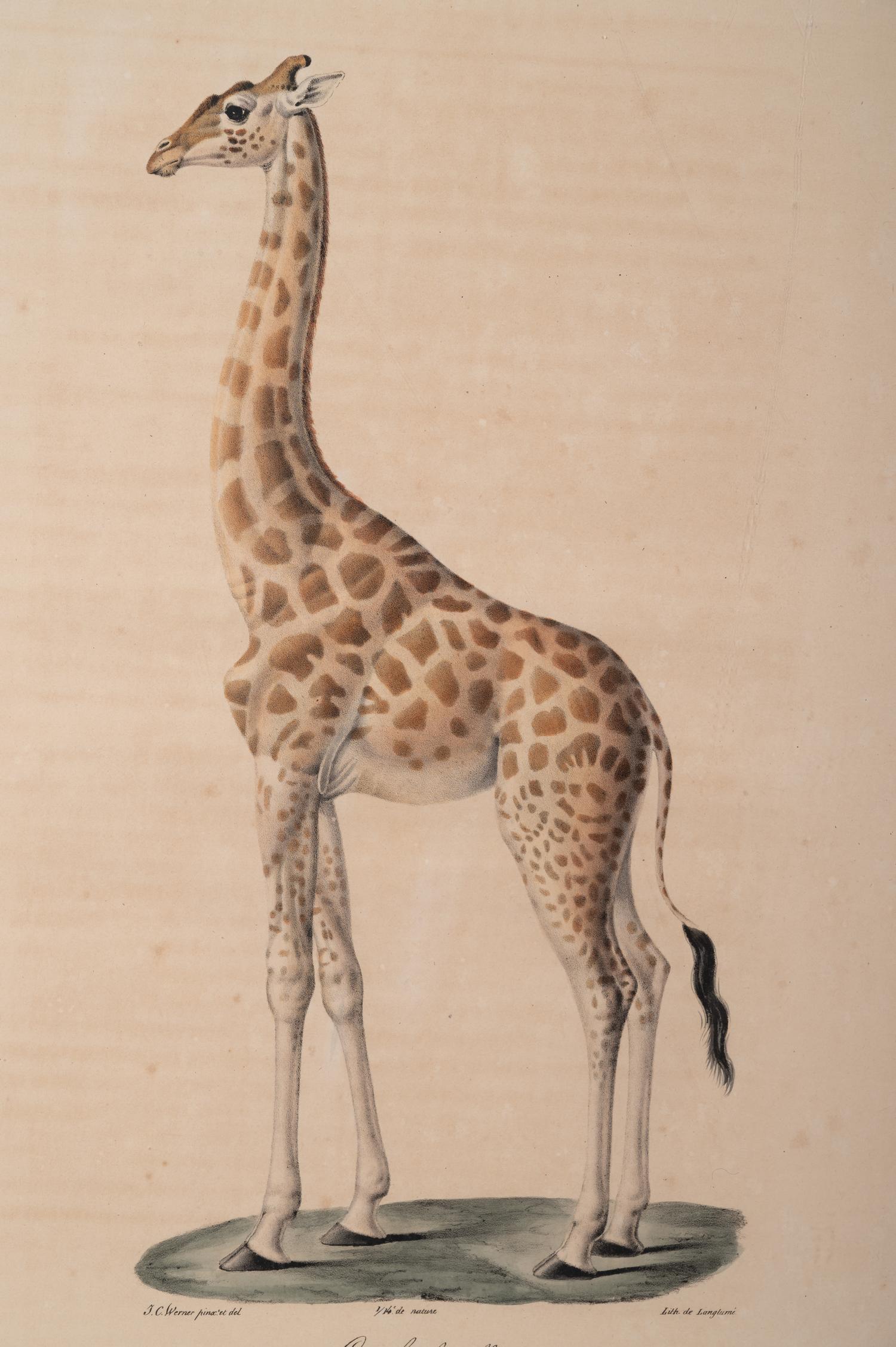 Six Hand-Colored Engravings