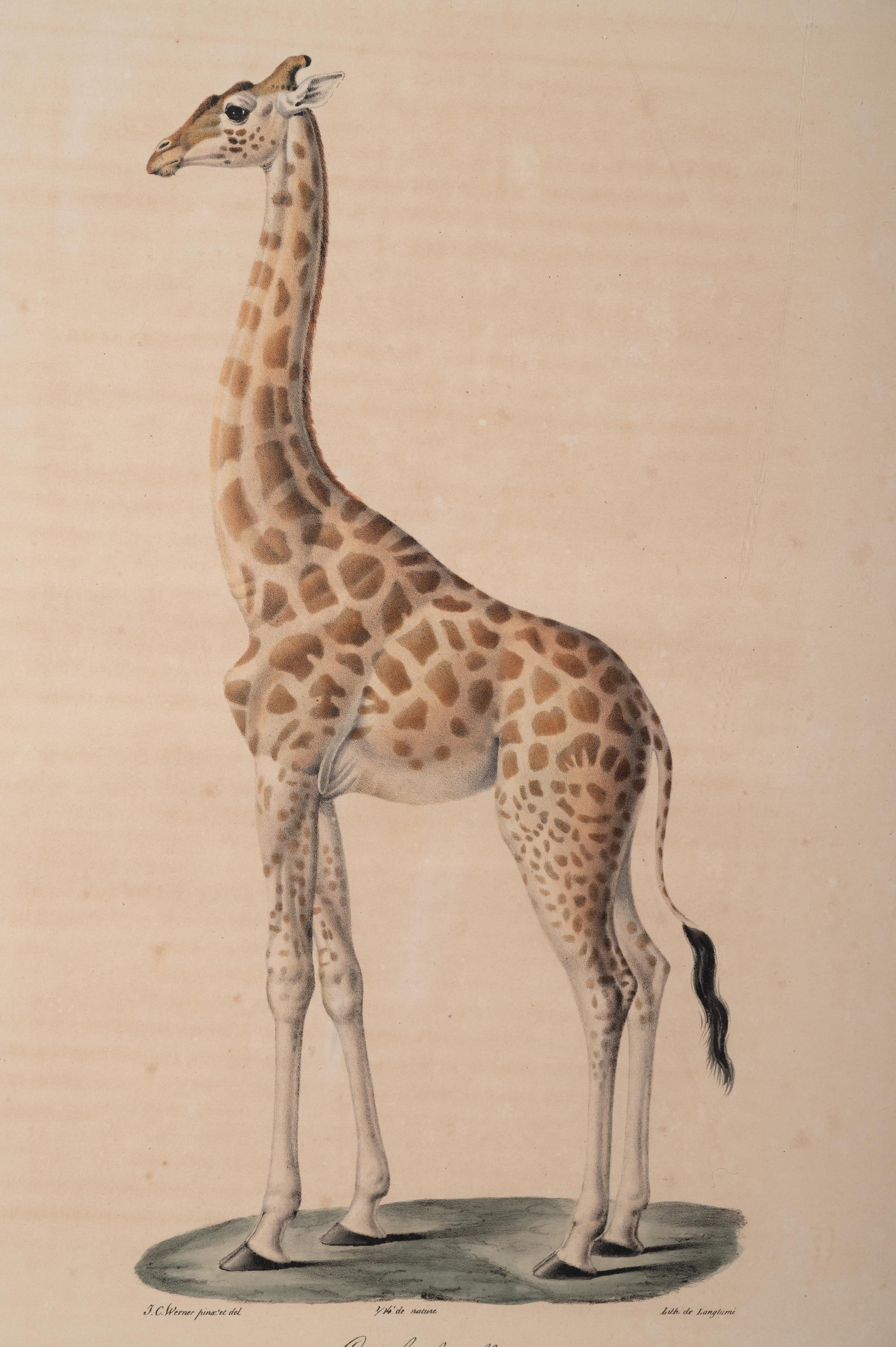 Six Hand-Colored Engravings