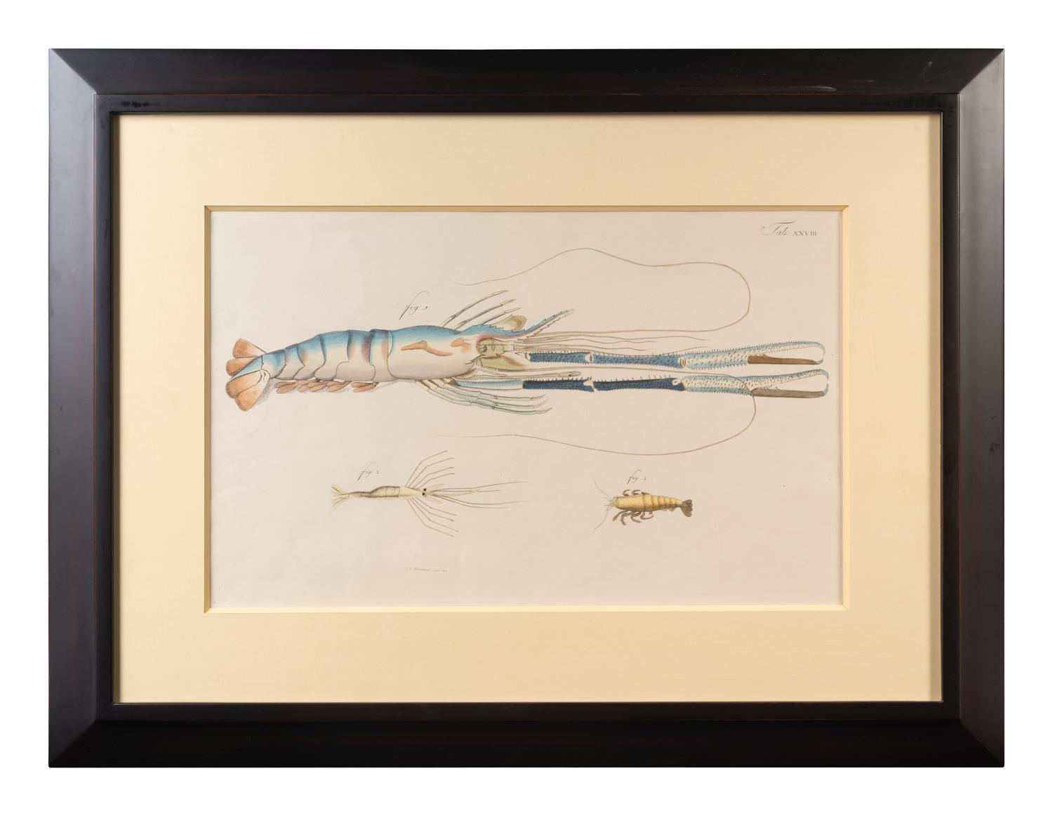 A Set of Three Framed Hand-Colored Lobster Engravings — AFTER F.D. HEIDENRICH, 20TH CENTURY