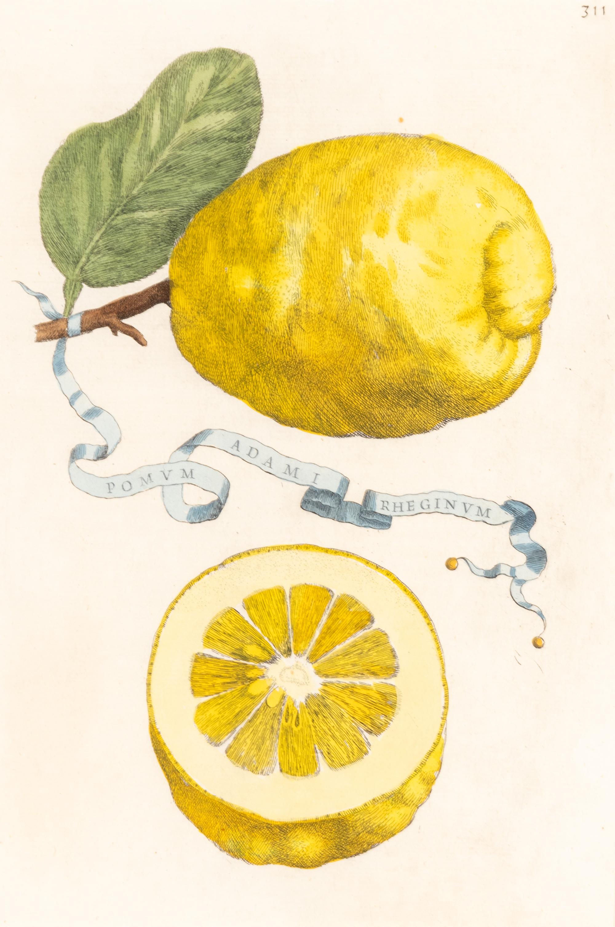 A Set of Eight Giovanni Battista Ferrari Colored Engravings of Fruit From Hesperides
