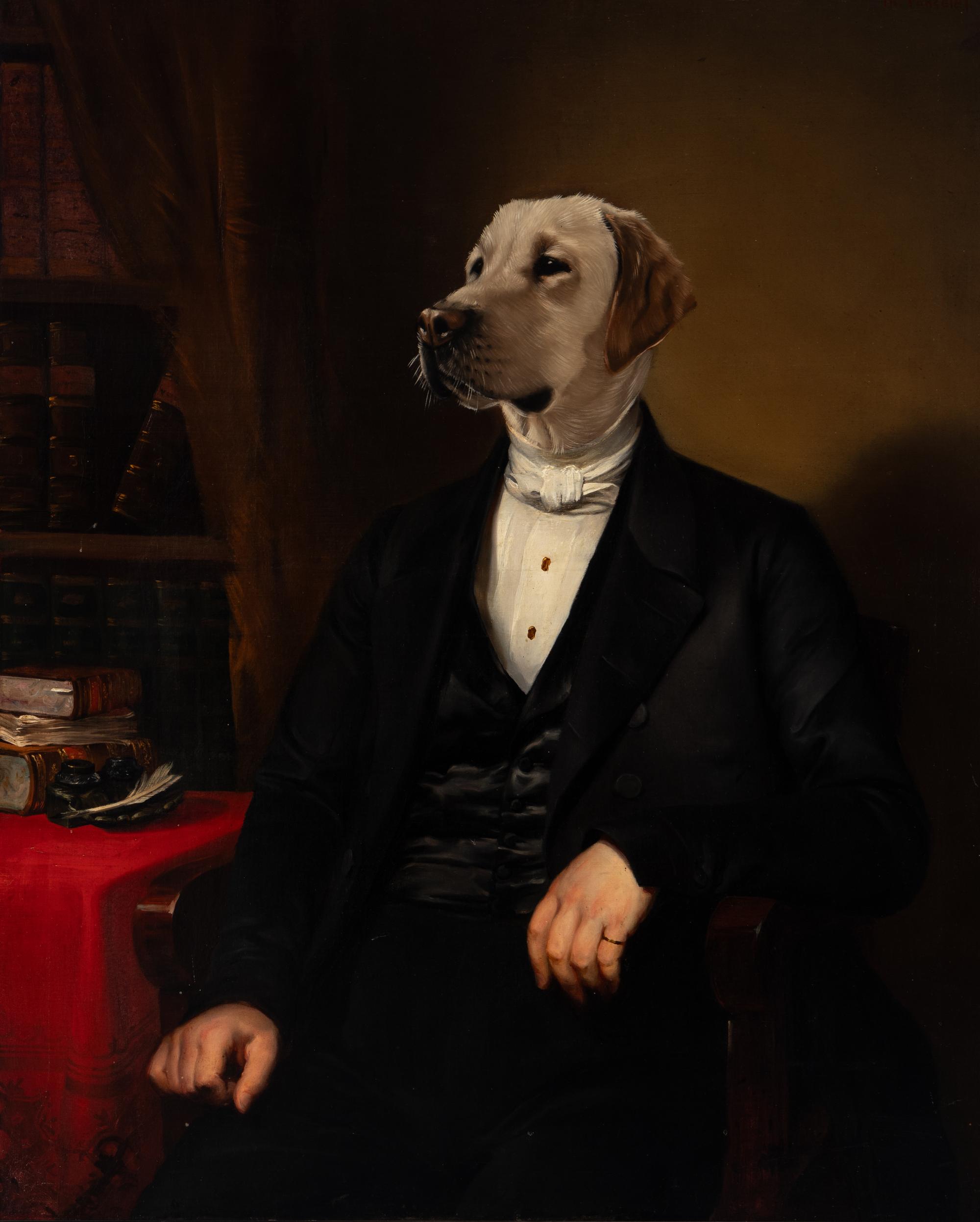 A Gentleman Labrador