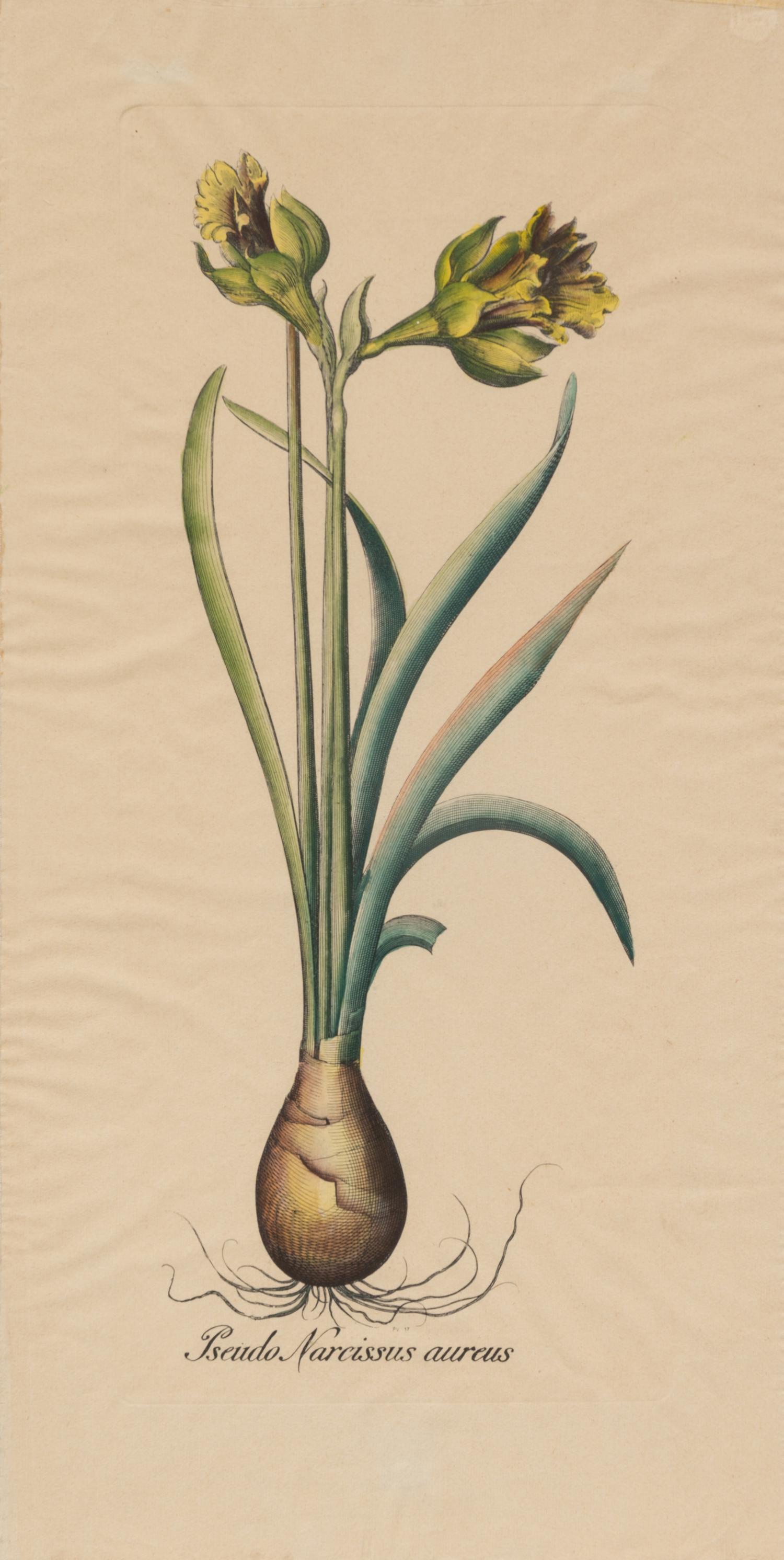 A Pair of Continental Botanical Engravings