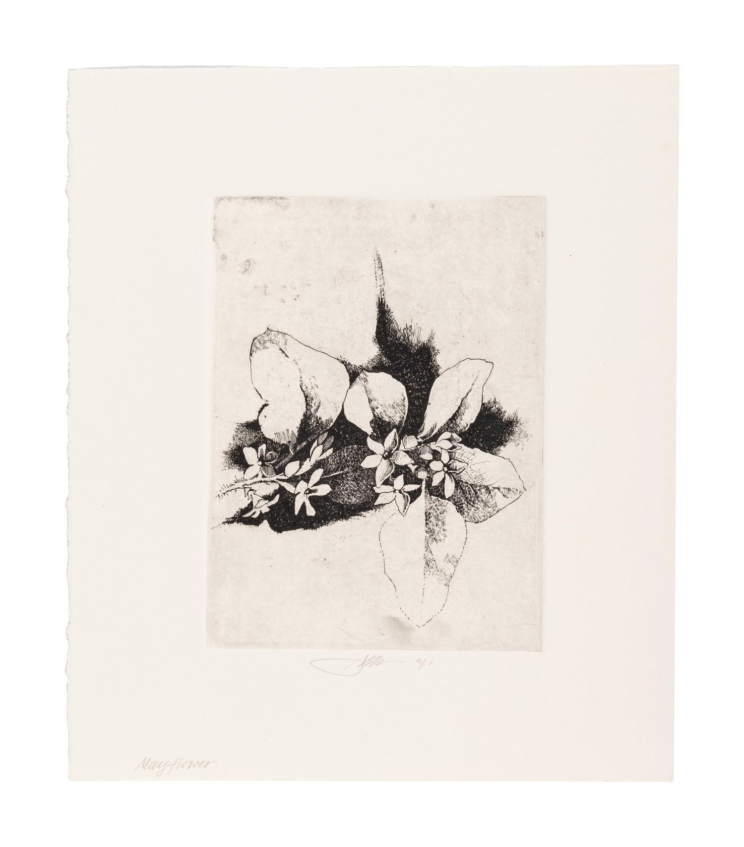 MOSER, Barry. Mayflower. [ca 1979]. 269 x 230 mm. Etching. Captioned and signed in pencil, designated artist’s proof (“ap”). — Bunchberry. [ca 1979]. 269 x 237 mm. Etching. Captioned and signed in pencil, numbered 16/25.