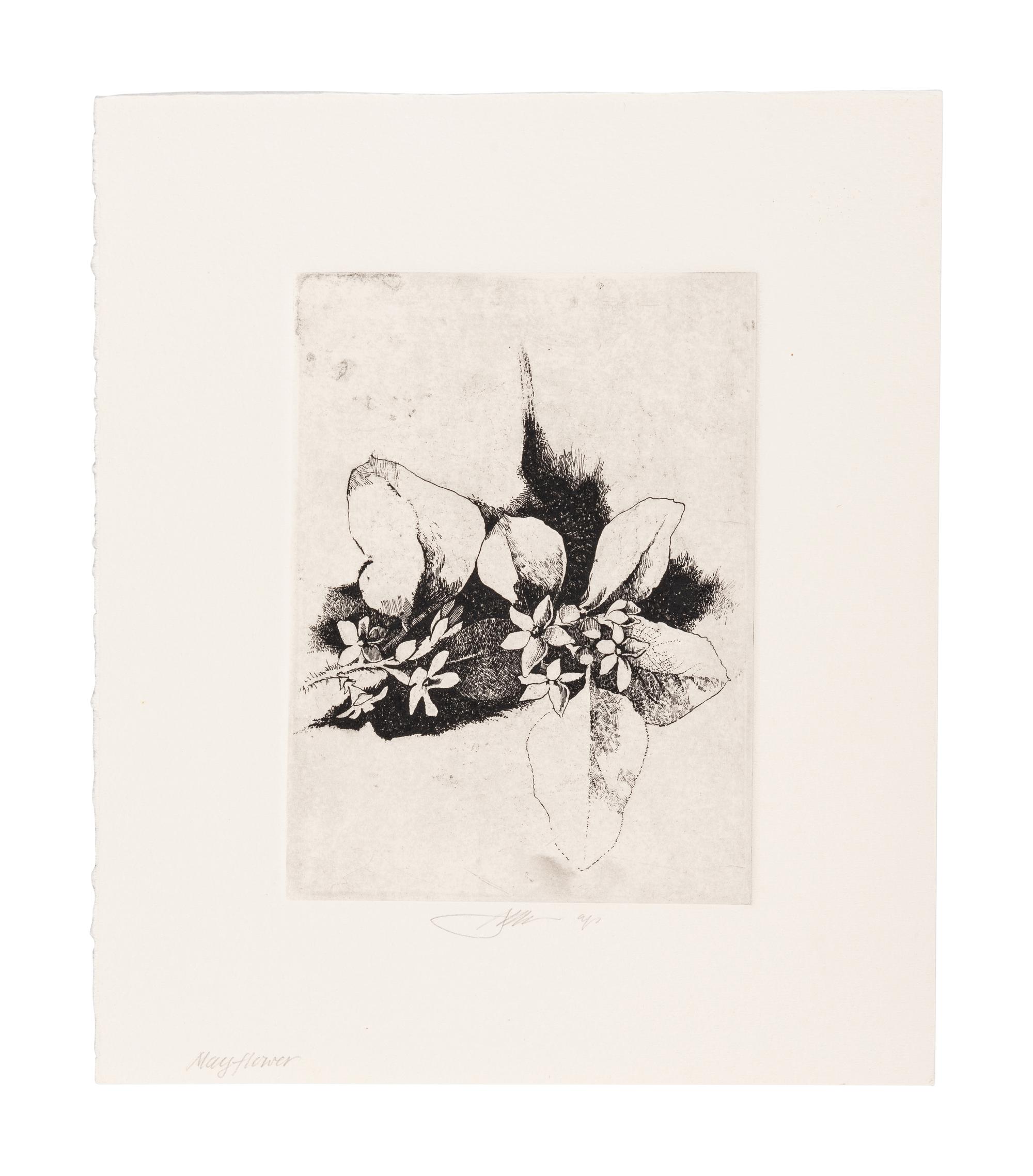 MOSER, Barry. Mayflower. [ca 1979]. 269 x 230 mm. Etching. Captioned and signed in pencil, designated artist’s proof (“ap”). — Bunchberry. [ca 1979]. 269 x 237 mm. Etching. Captioned and signed in pencil, numbered 16/25.