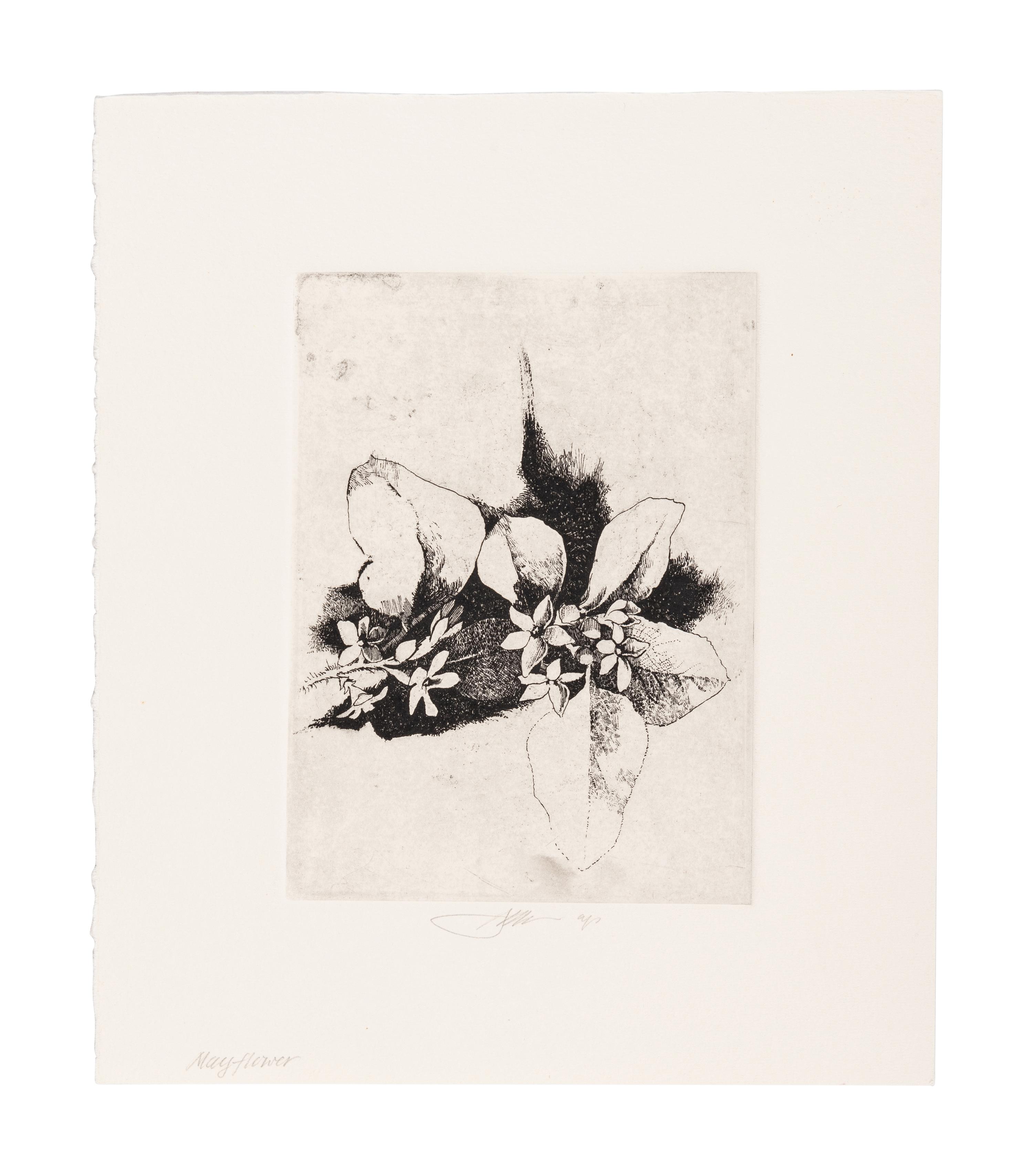 MOSER, Barry. Mayflower. [ca 1979]. 269 x 230 mm. Etching. Captioned and signed in pencil, designated artist’s proof (“ap”). — Bunchberry. [ca 1979]. 269 x 237 mm. Etching. Captioned and signed in pencil, numbered 16/25.