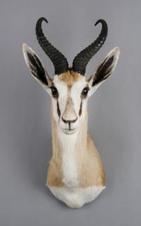 A Taxidermied Angolan Springbok Buck. Height 24 inches.