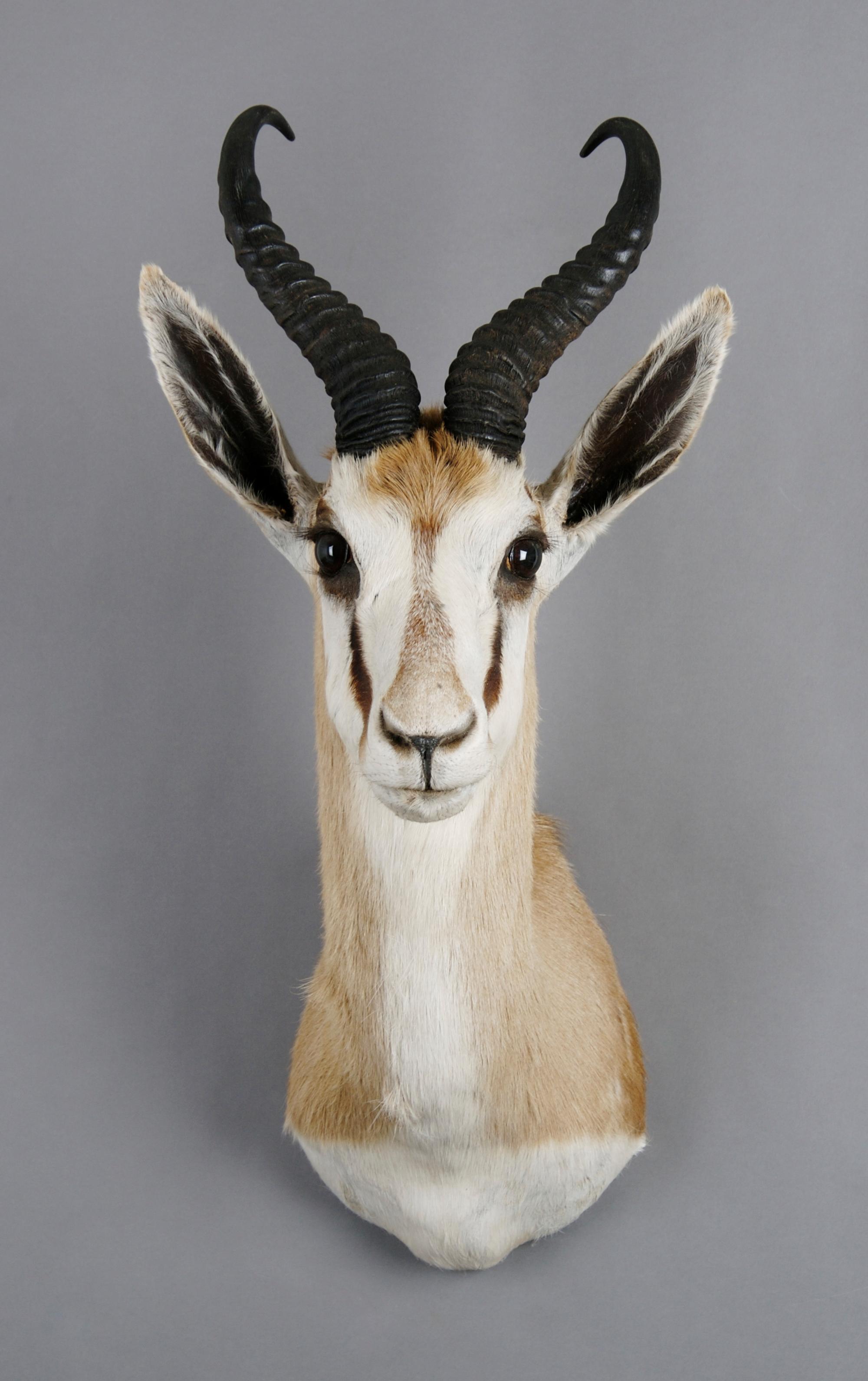 A Taxidermied Angolan Springbok Buck. Height 24 inches.