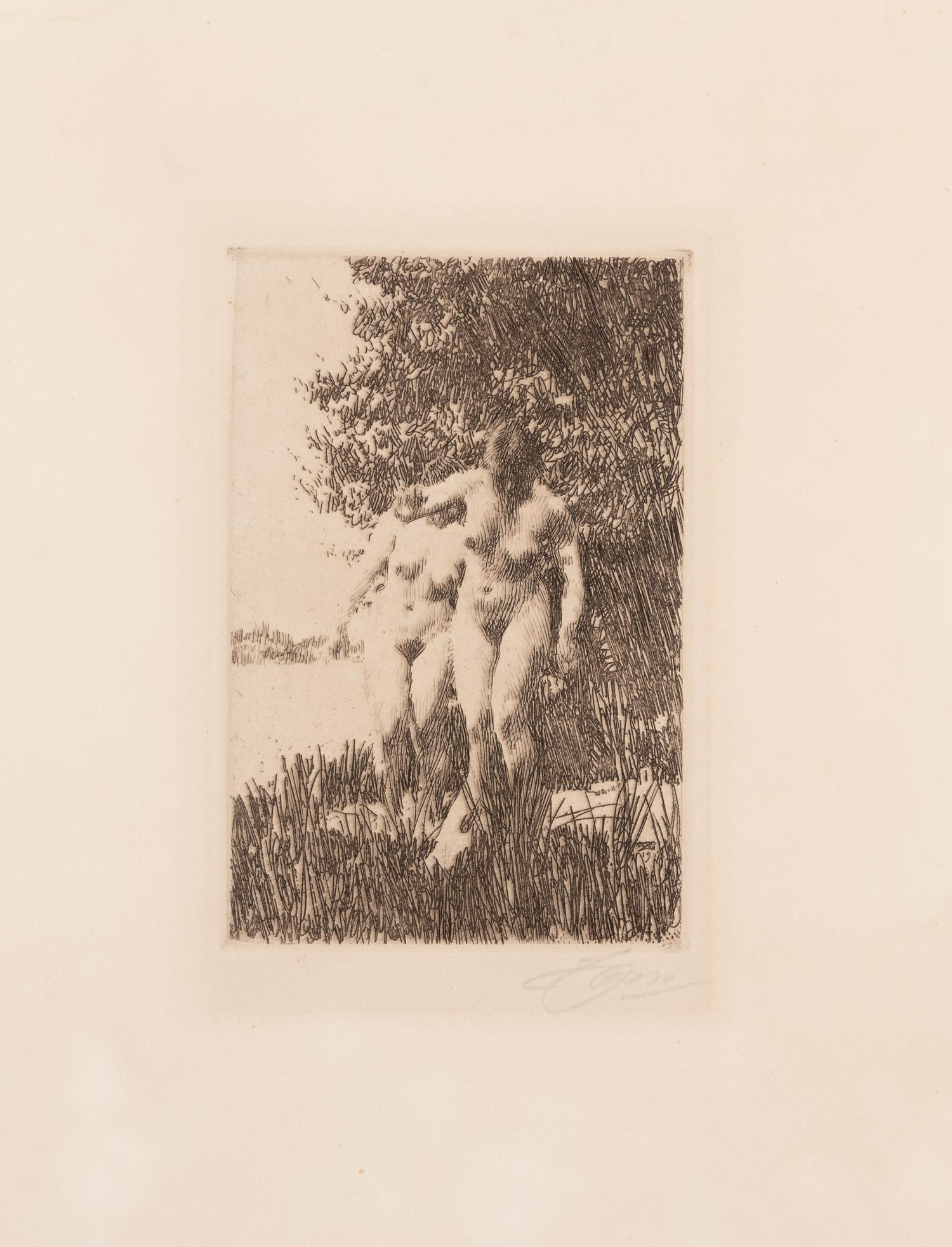 Alder