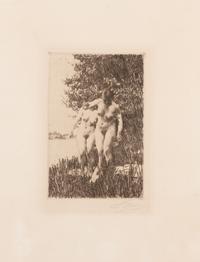 Alder