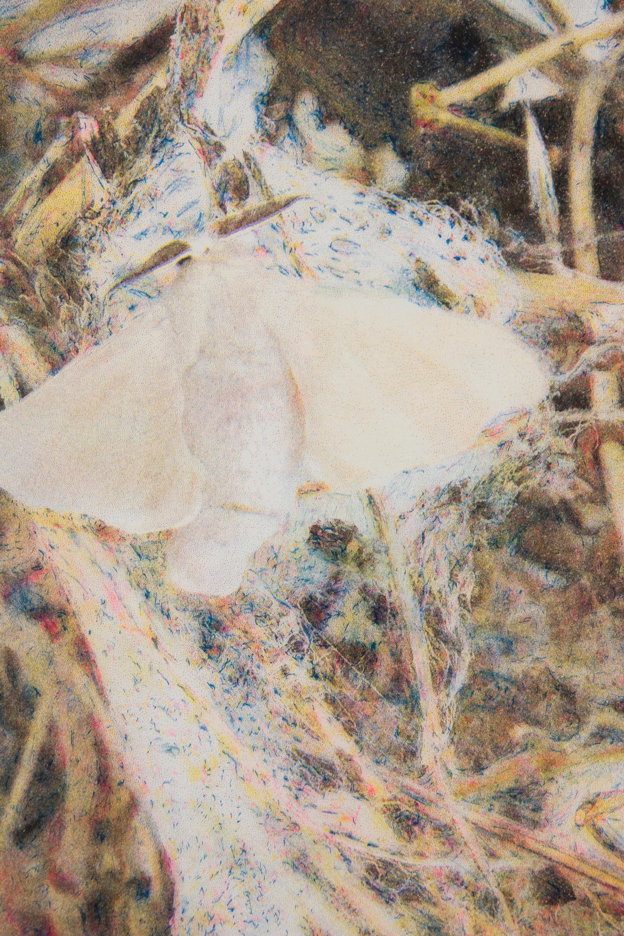 Silk Moth