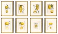 A Set of Eight Giovanni Battista Ferrari Colored Engravings of Fruit From Hesperides