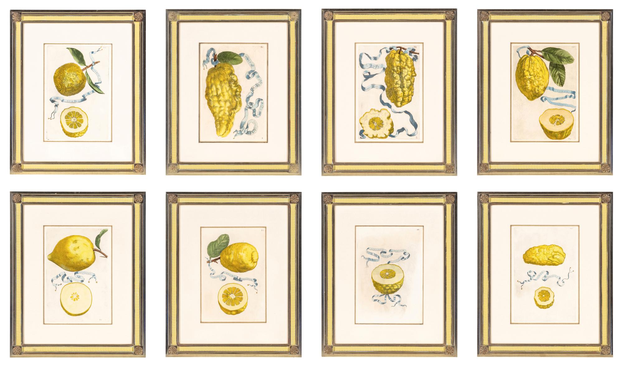 A Set of Eight Giovanni Battista Ferrari Colored Engravings of Fruit From Hesperides