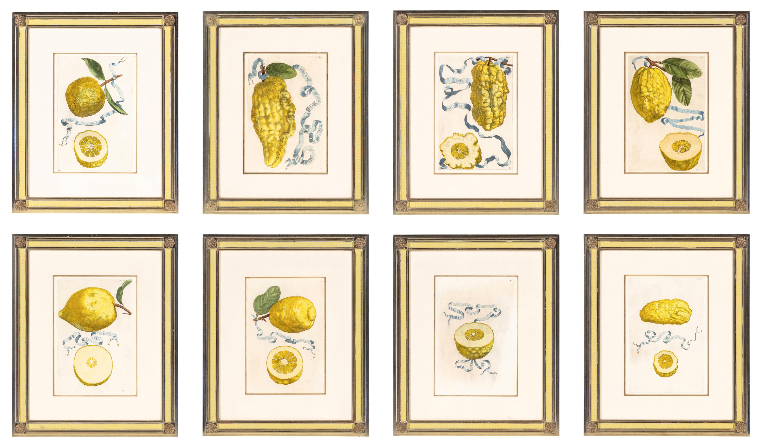 A Set of Eight Giovanni Battista Ferrari Colored Engravings of Fruit From Hesperides