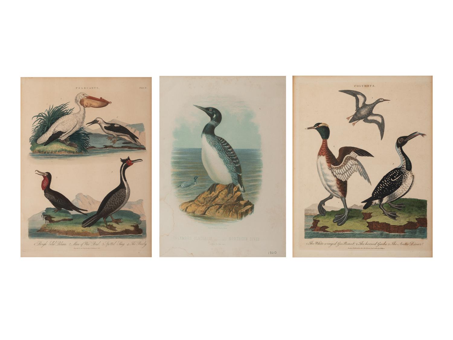 Three Ornithological Prints
