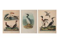 Three Ornithological Prints