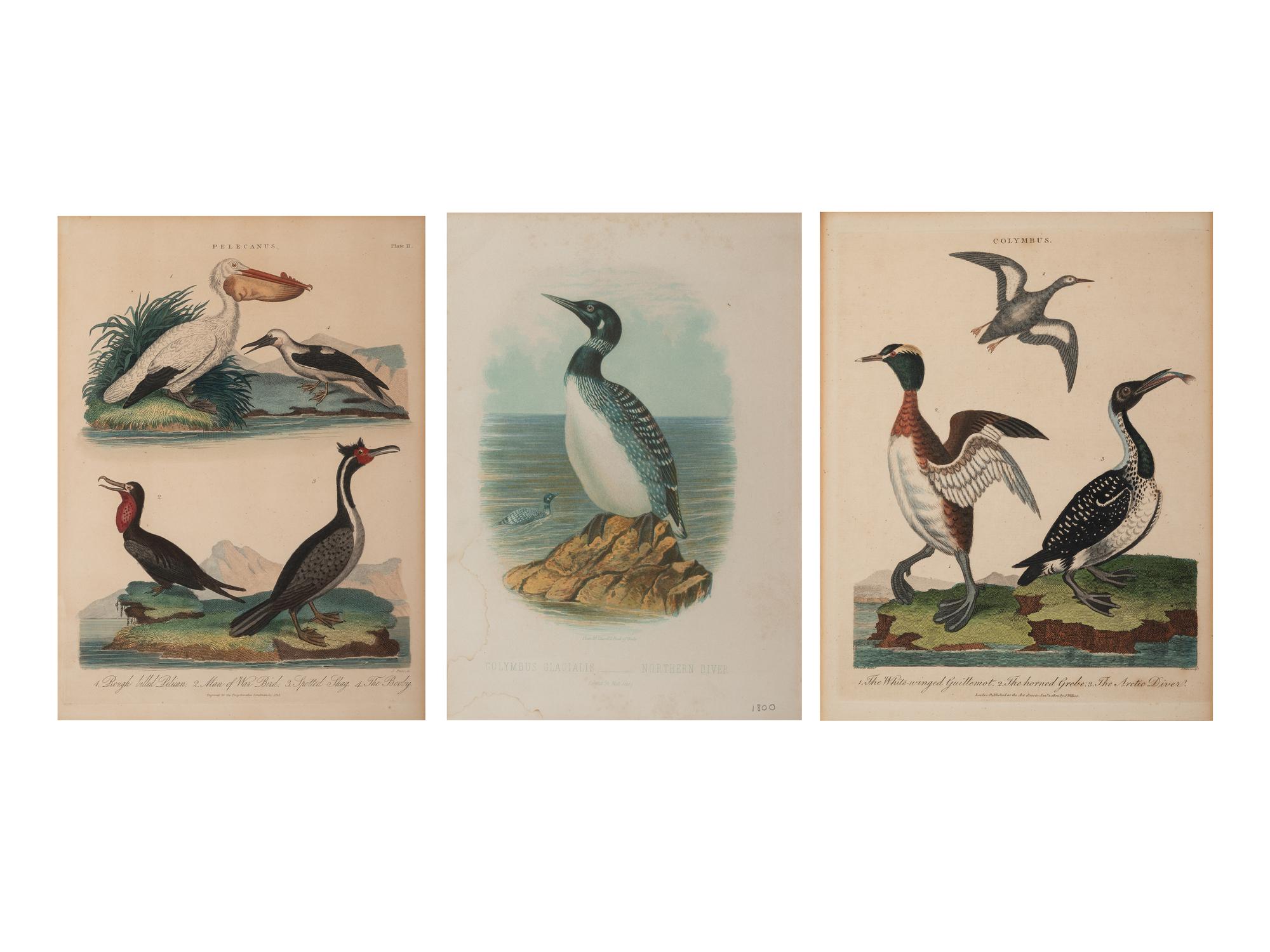 Three Ornithological Prints