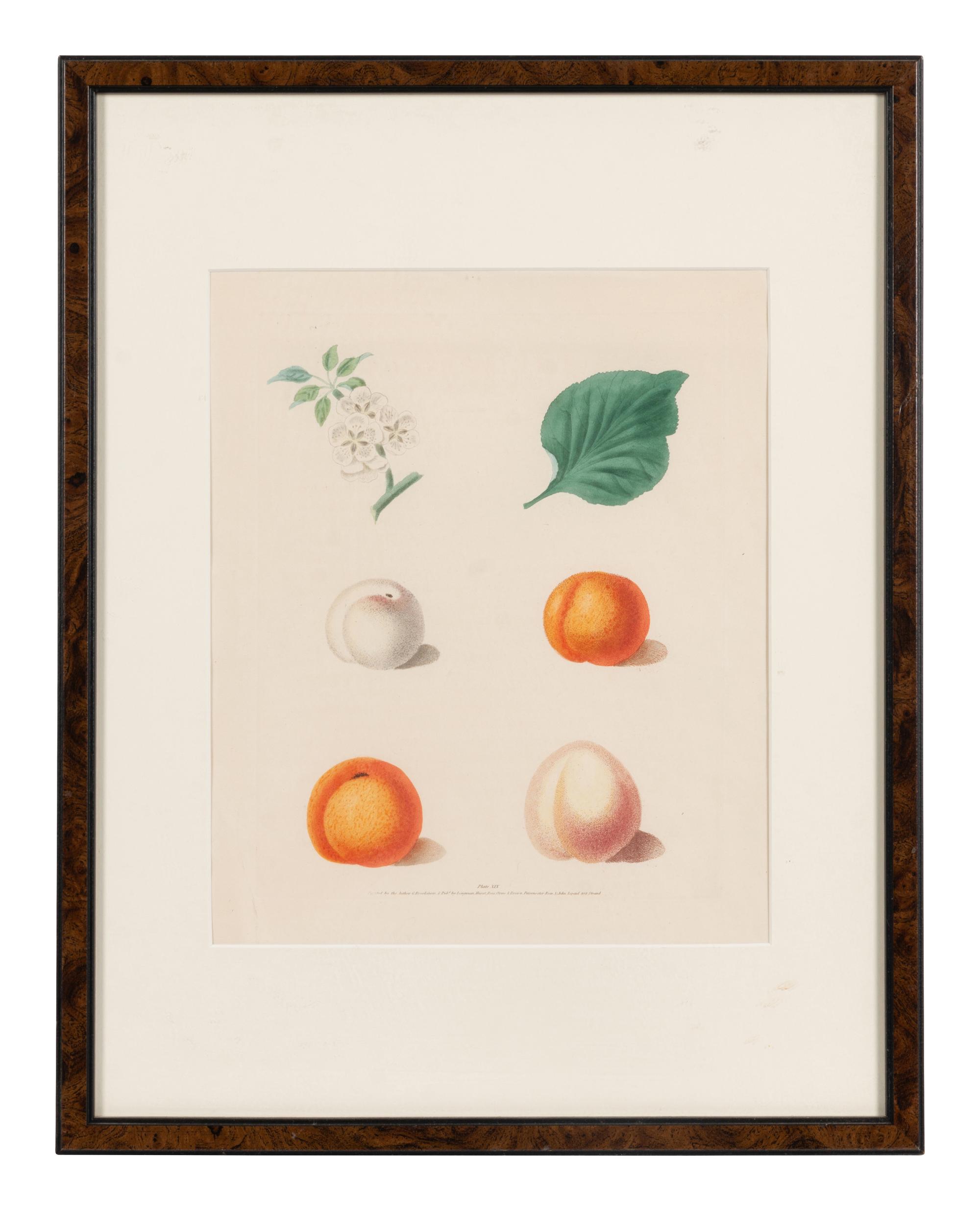 Four Hand Colored Fruit Engravings by George Brookshaw