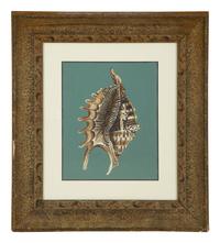 A Pair of Framed Serigraphs of Seashells